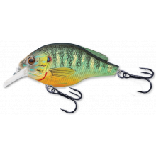 Pumpkinseed Flat-Side Squarebill